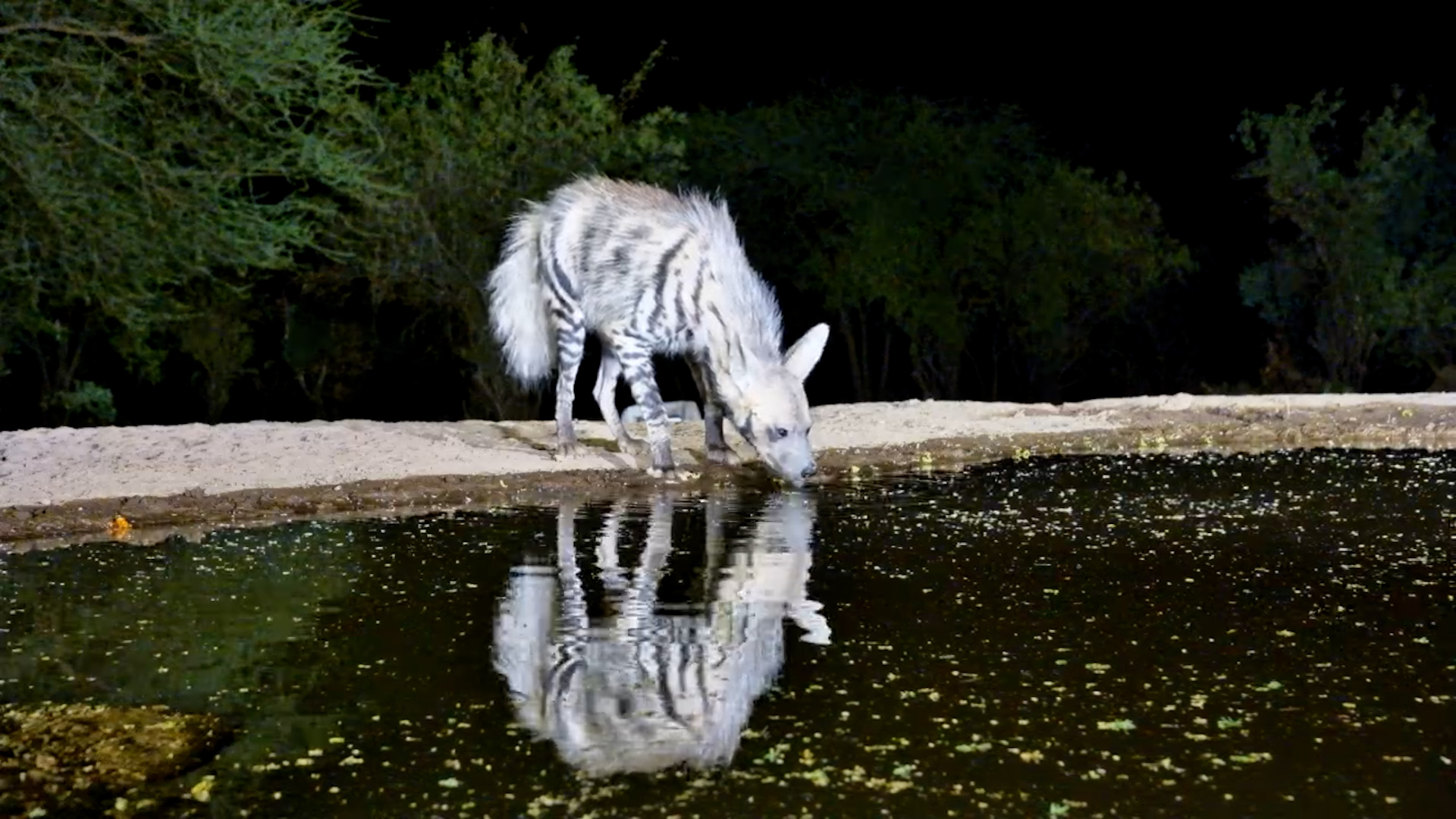 Striped Hyena’s Long Drink Reflected in Lentorre Waterhole