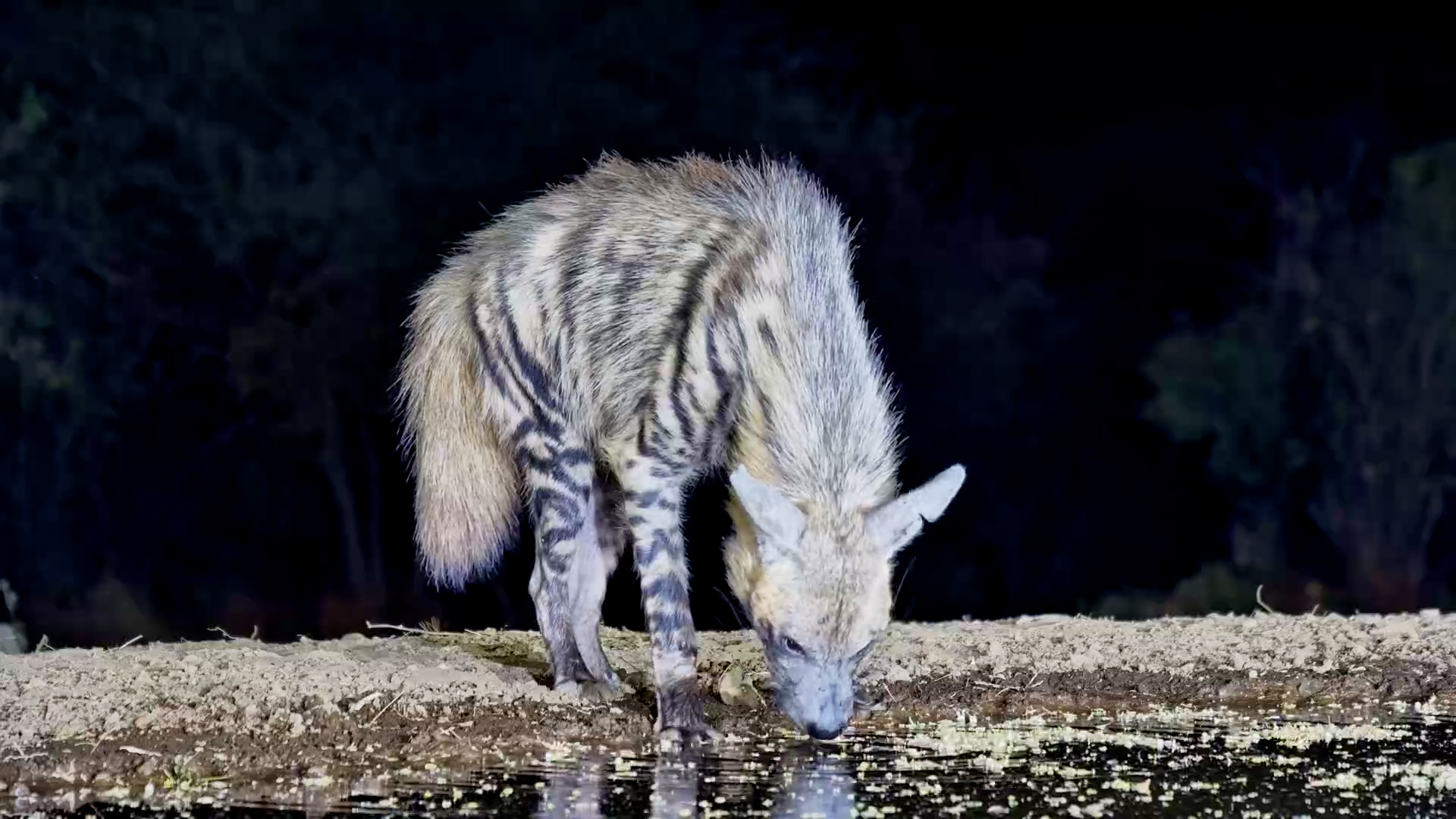 Striped Hyena Stops for a Drink