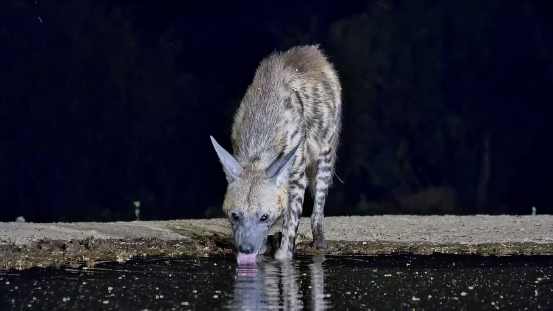 A Close-Up of a Striped Hyena