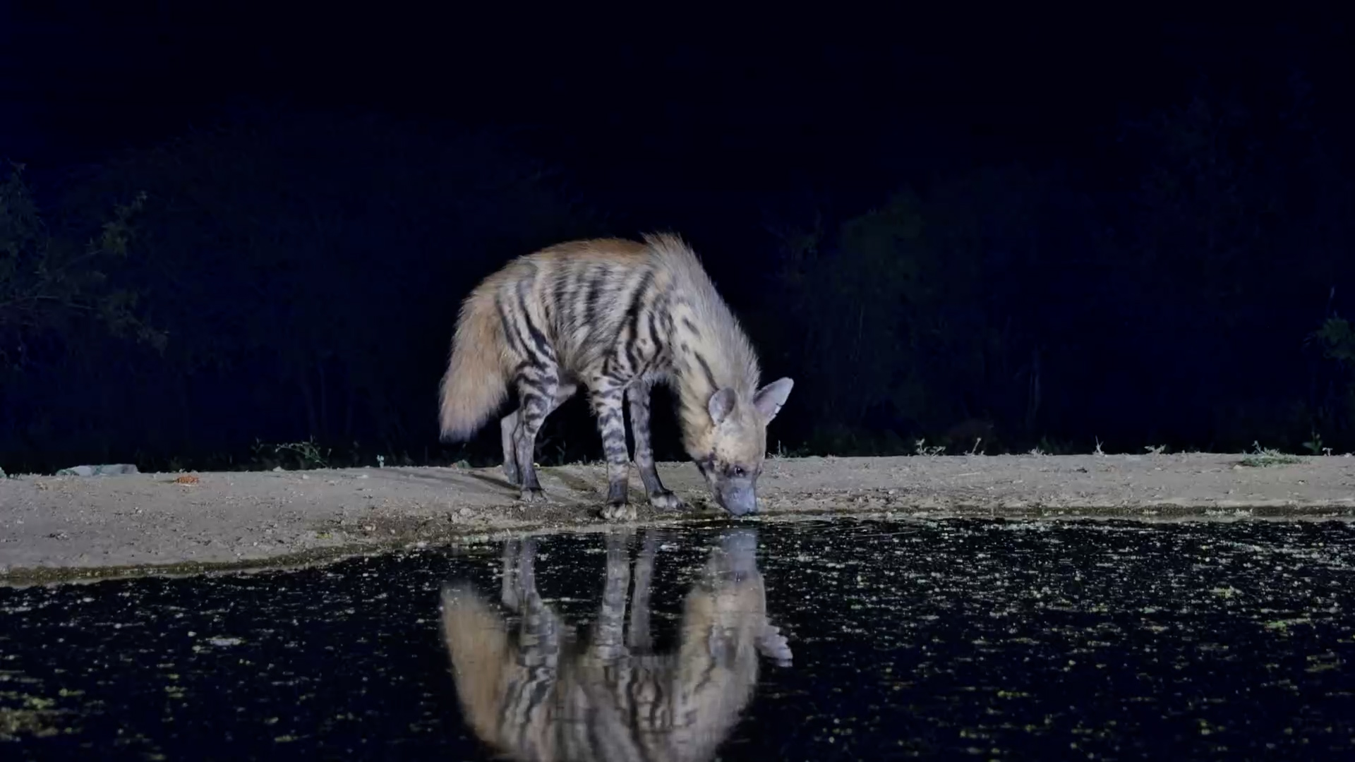 The Striped Hyena Didn’t Stay Long
