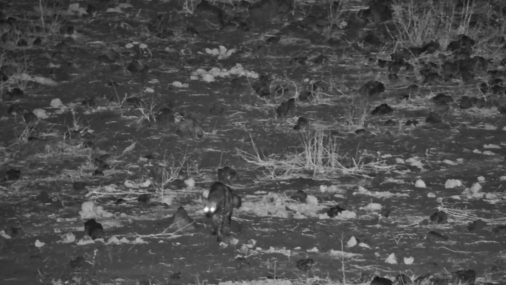 Striped Hyena on the Move in the Dark