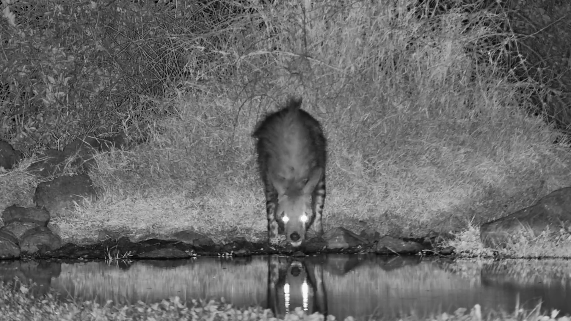 Africa's Most Elusive Hyena