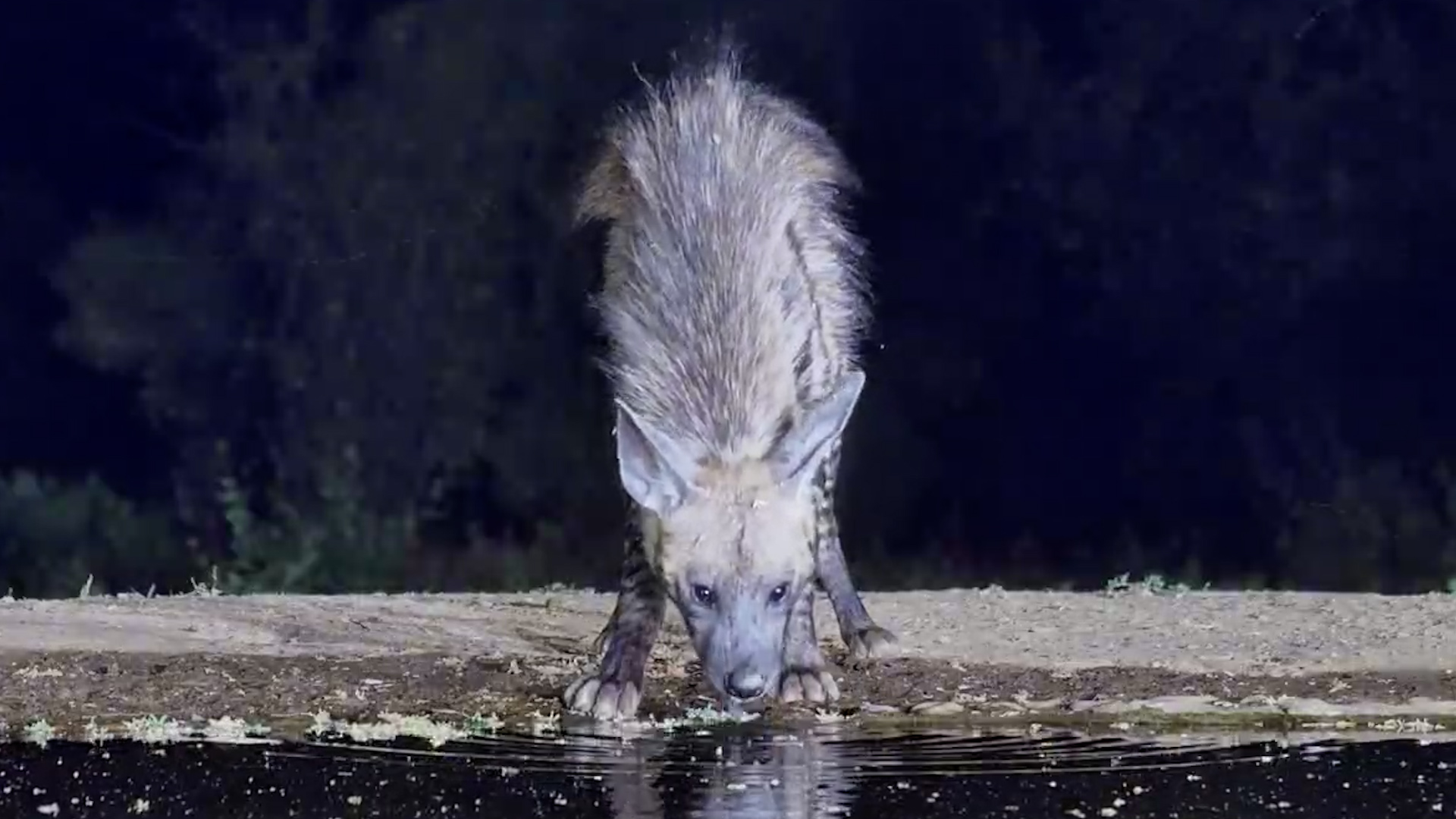 One of Africa's Most Underrated Predators