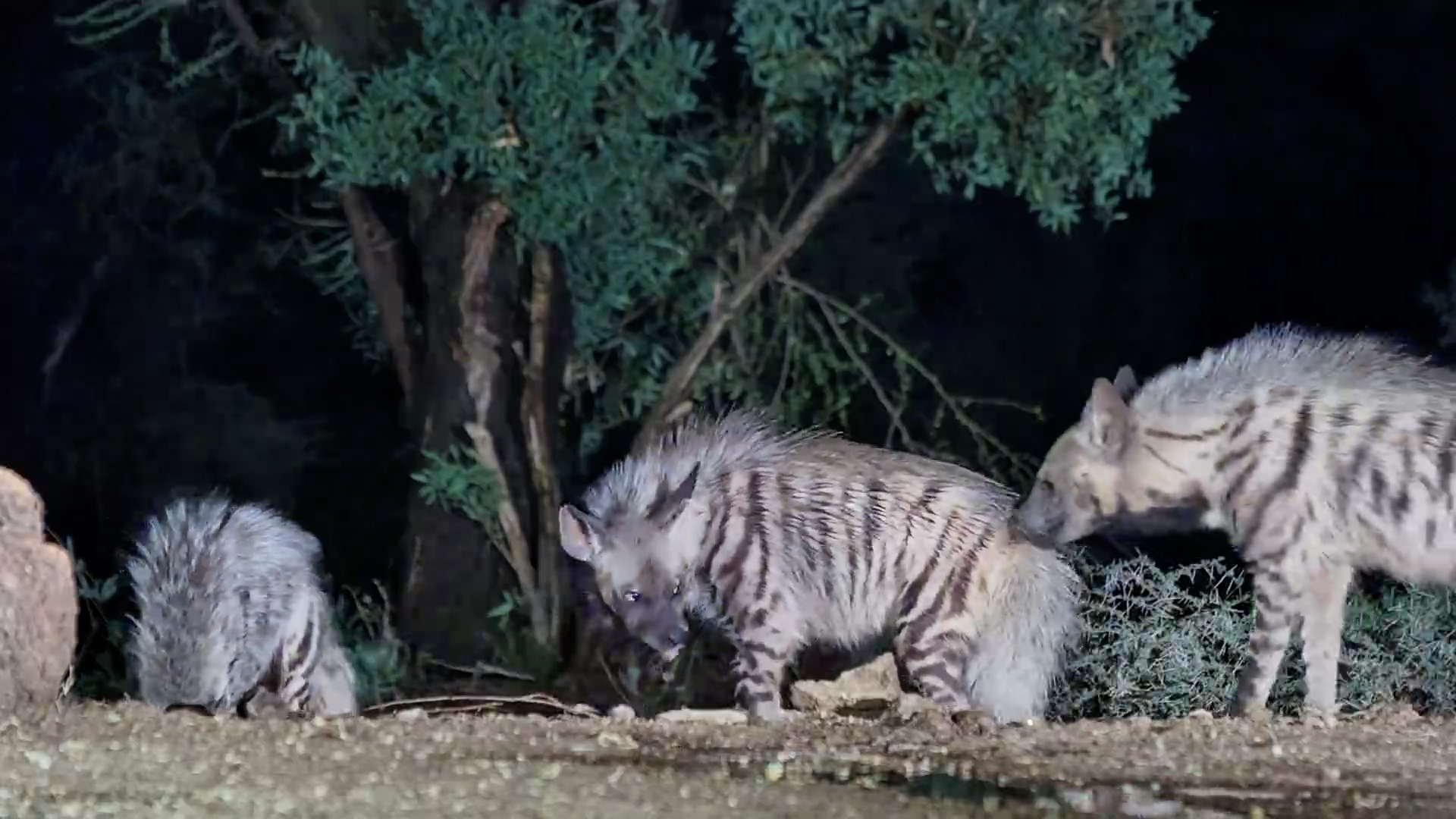 Striped Hyenas Forage at Lentorre Waterhole