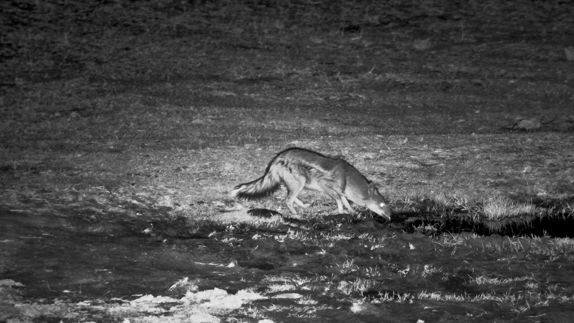 A Side-striped Jackal's Swift Drink