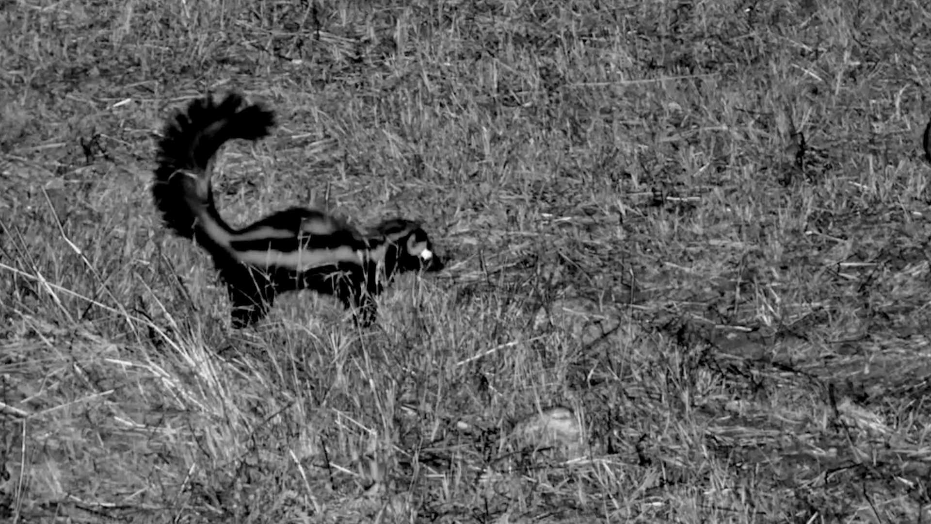 A Secretive Forager in the Darkness
