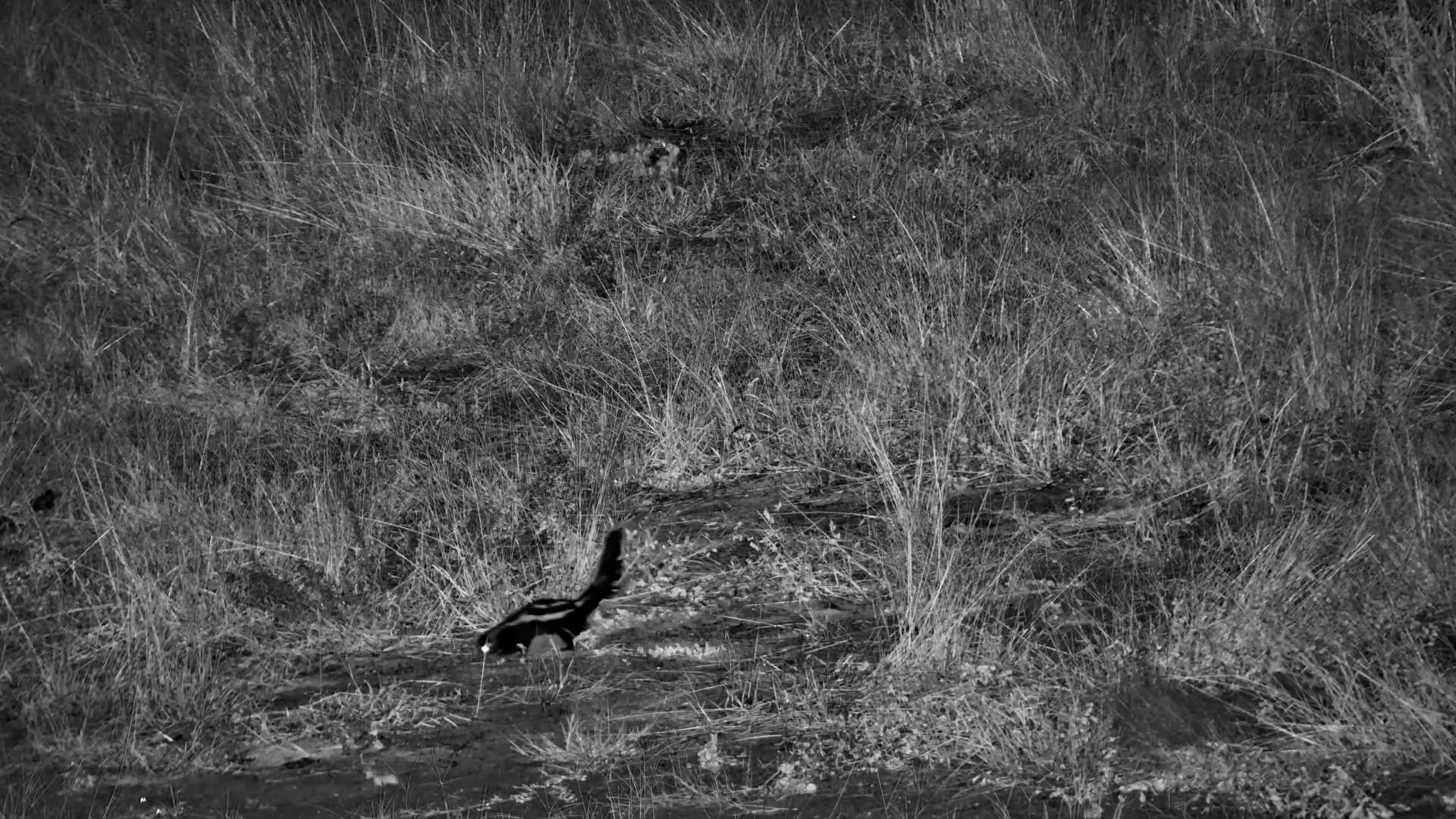 Stripes in the Shadows