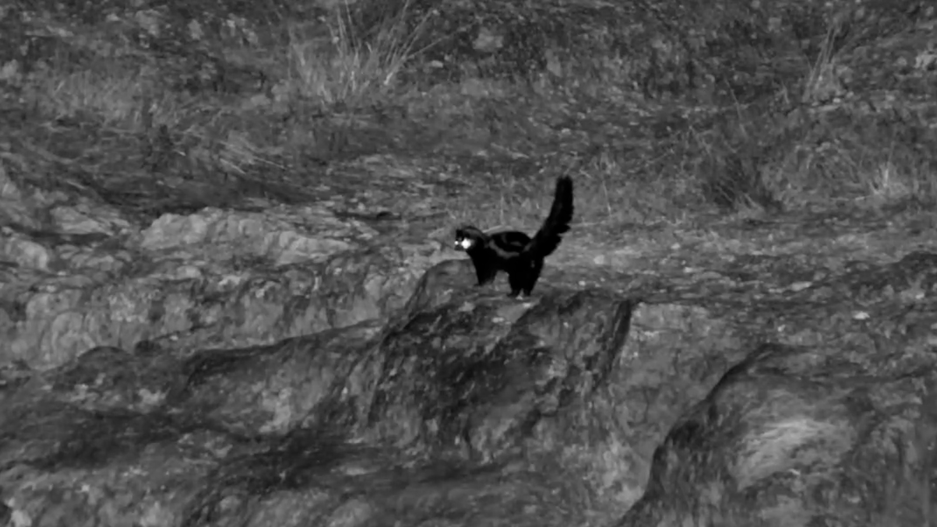Striped Polecat on the Bank