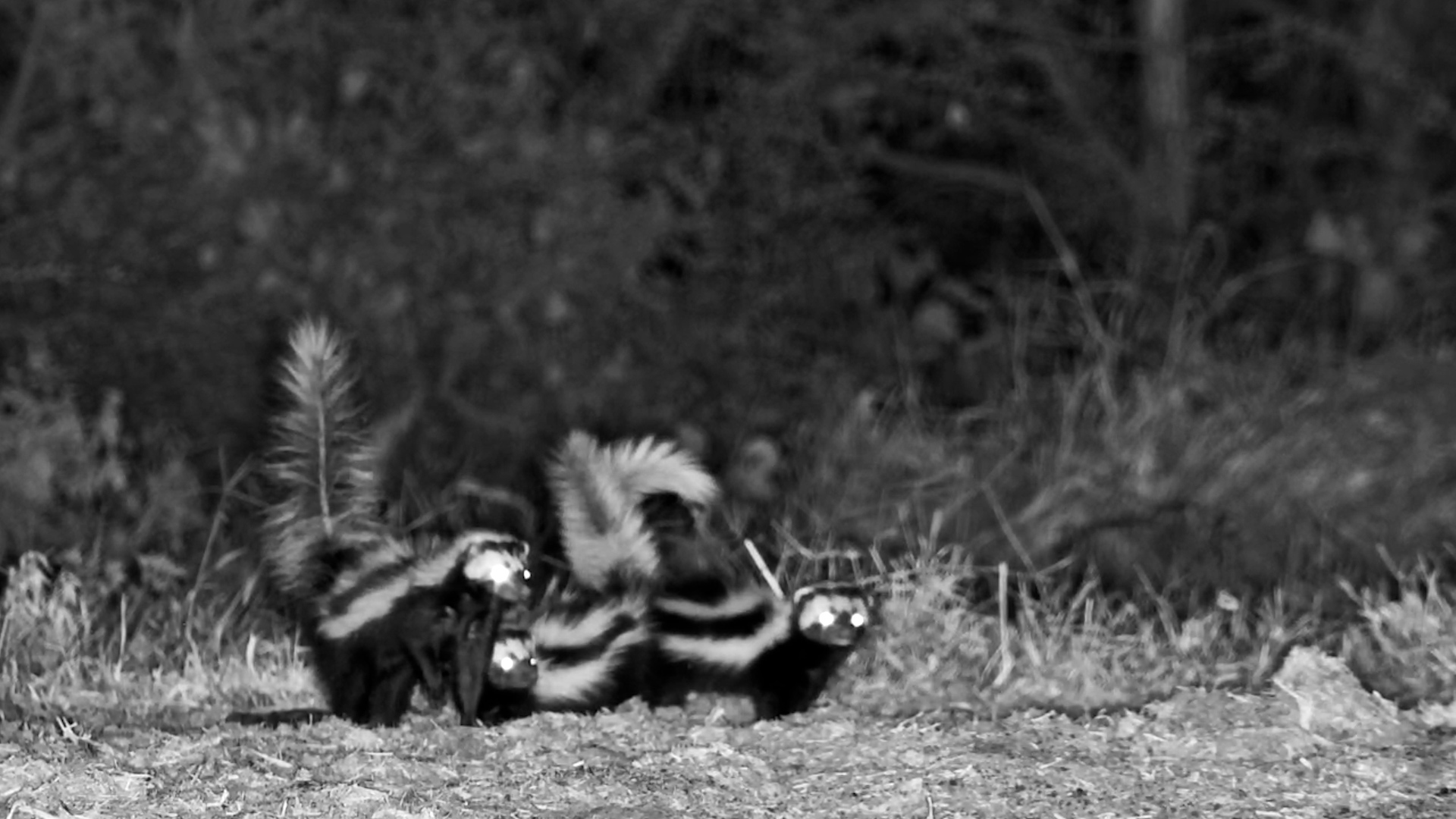 Rare Striped Polecat Family Spotted