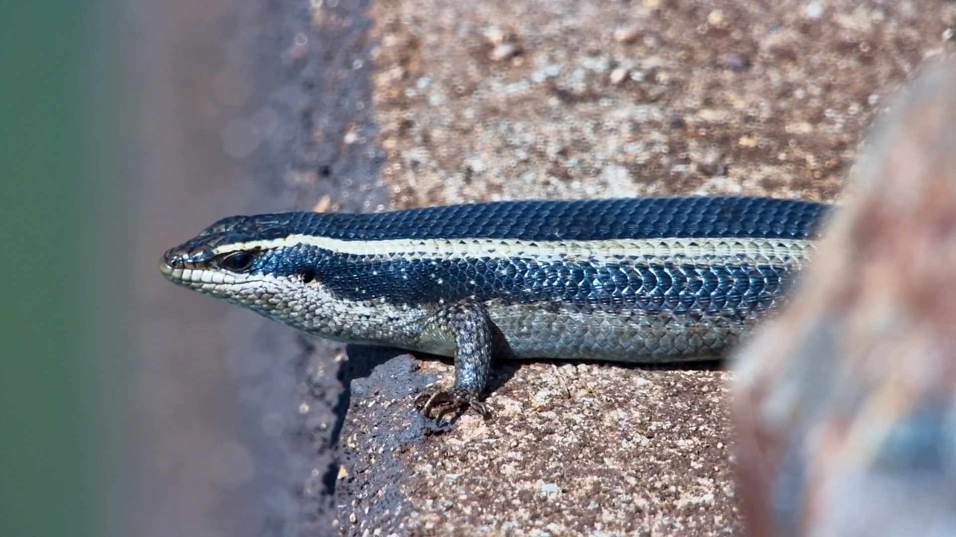 Sun's Out. Skink's Out.