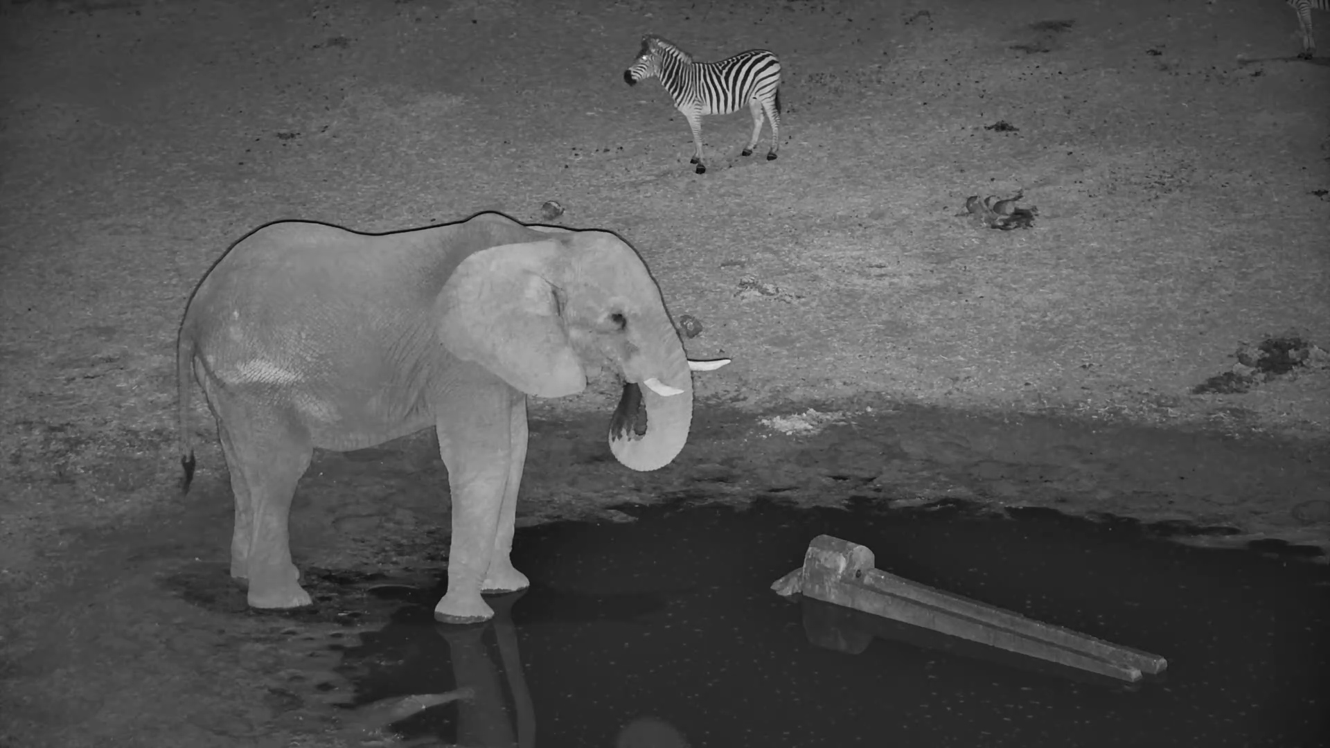 Thirsty Zebras vs Elephants. Who Gets the Water?