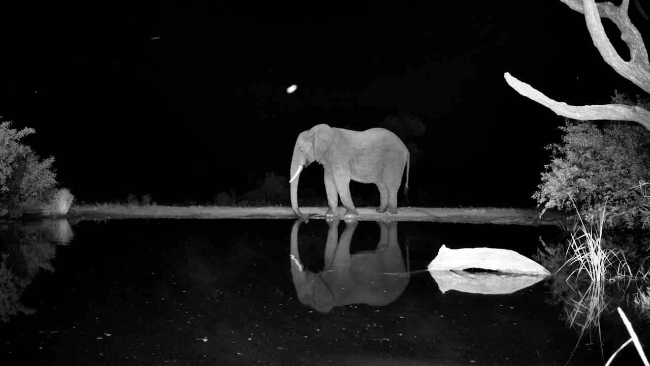 Elephant Reflected in the Night