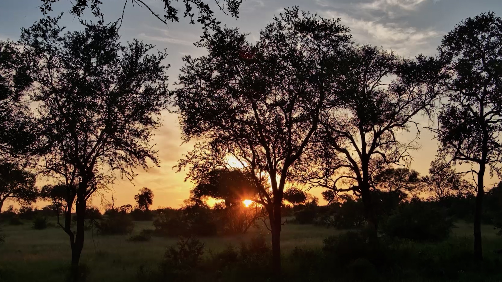 African Bush Soundscape at Sunset | Relax & Unwind
