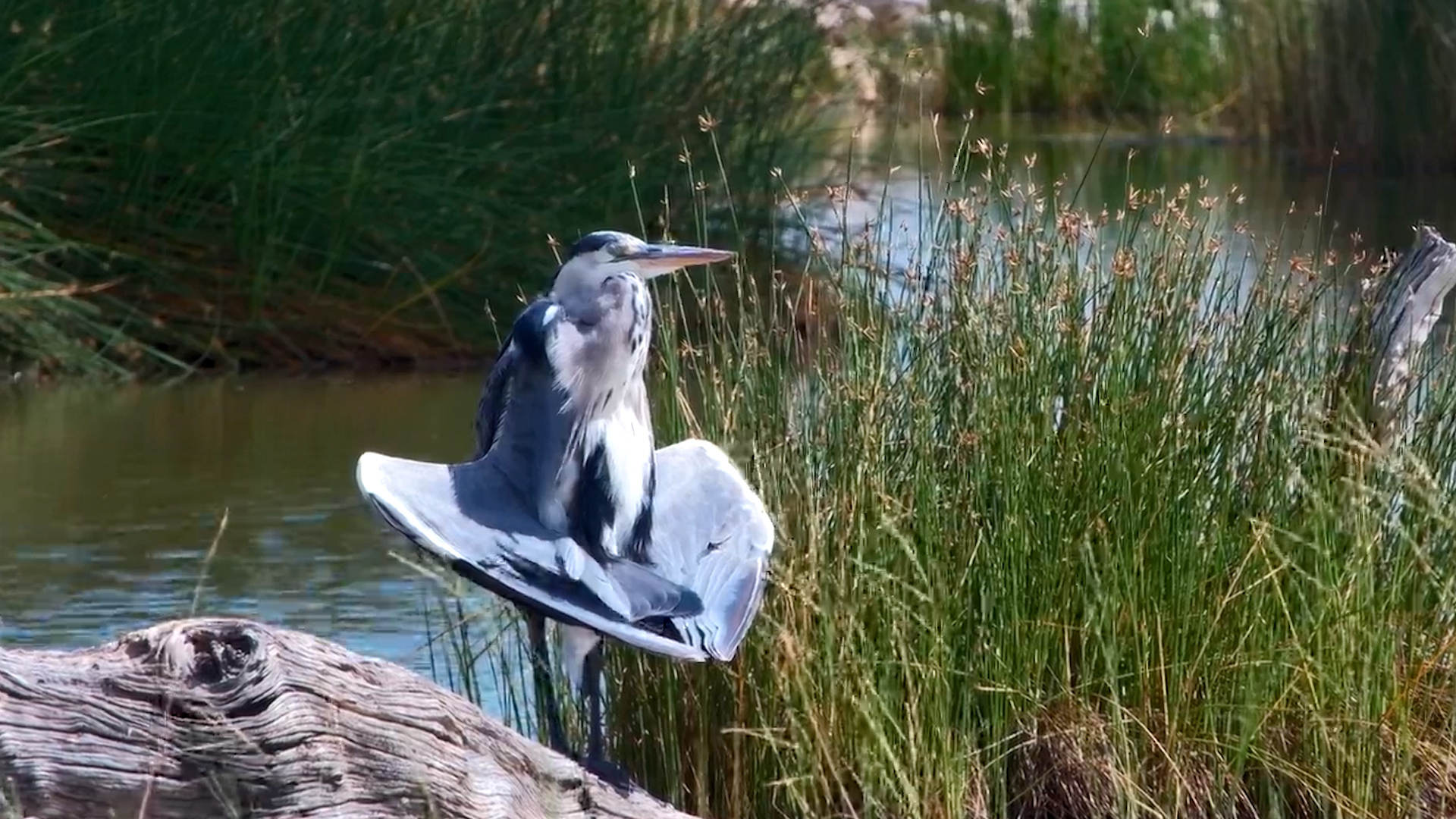 Grey Heron in ‘Recharge Mode’
