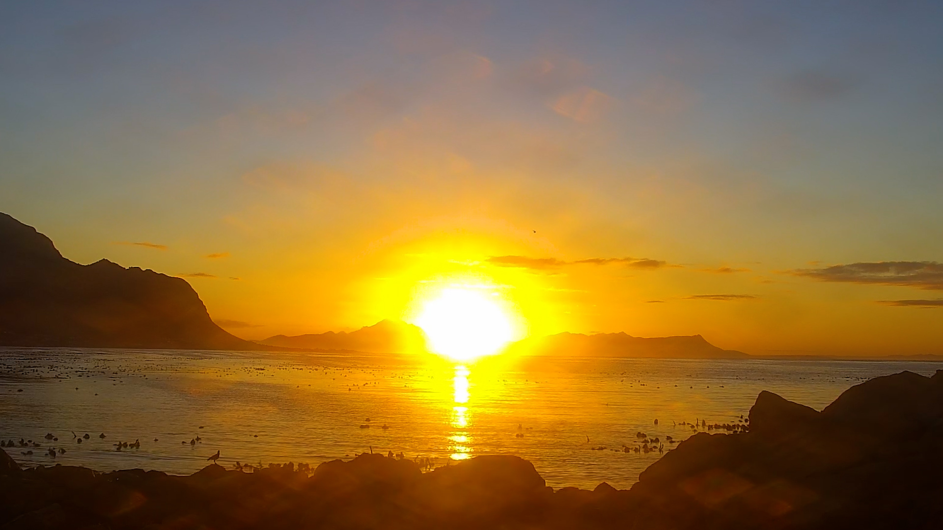 Sunrise Over the Ocean… and One Very Chill Rock Hyrax