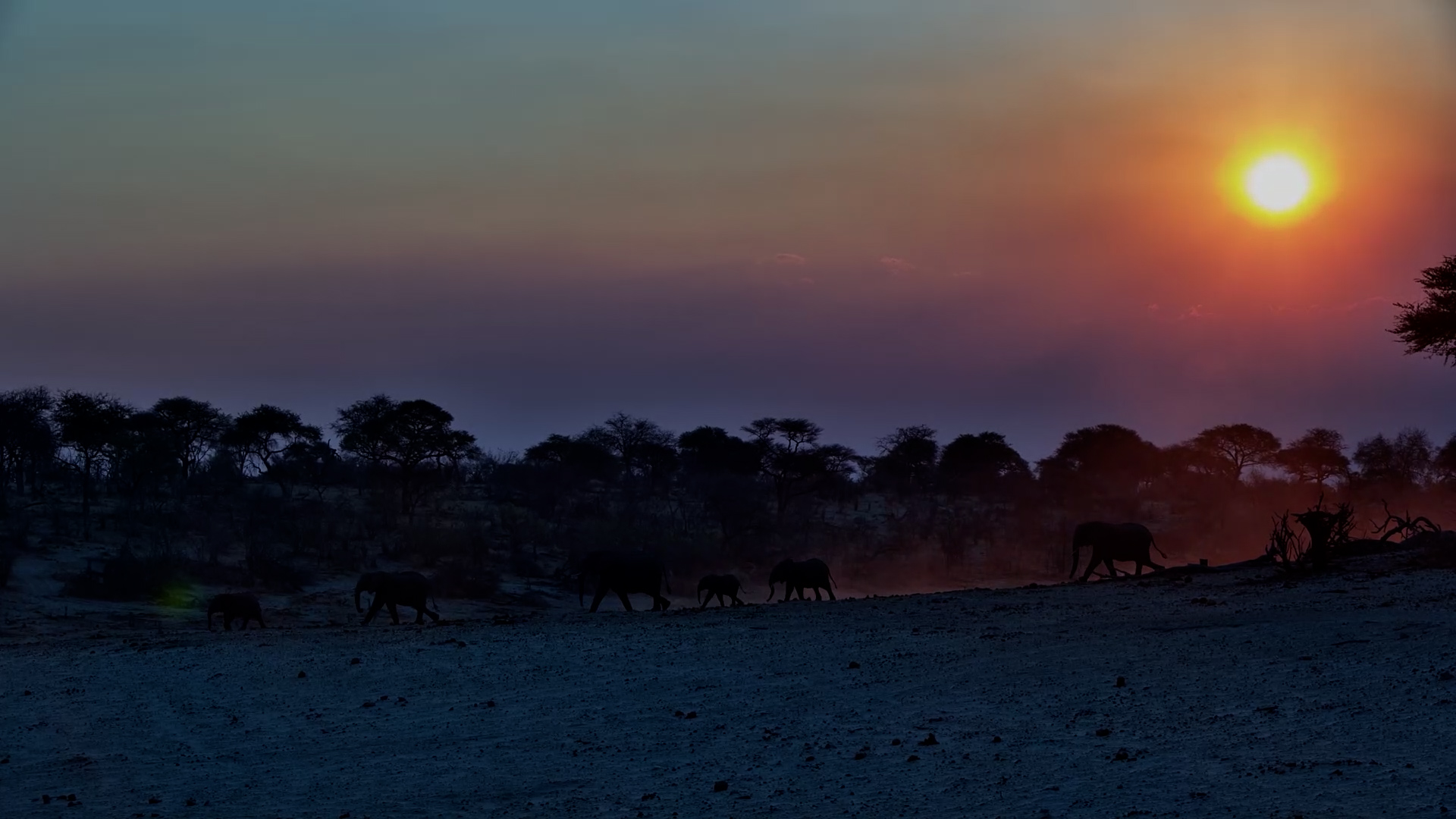 Sunset Silhouettes: Elephants Stir Up Colourful Dust