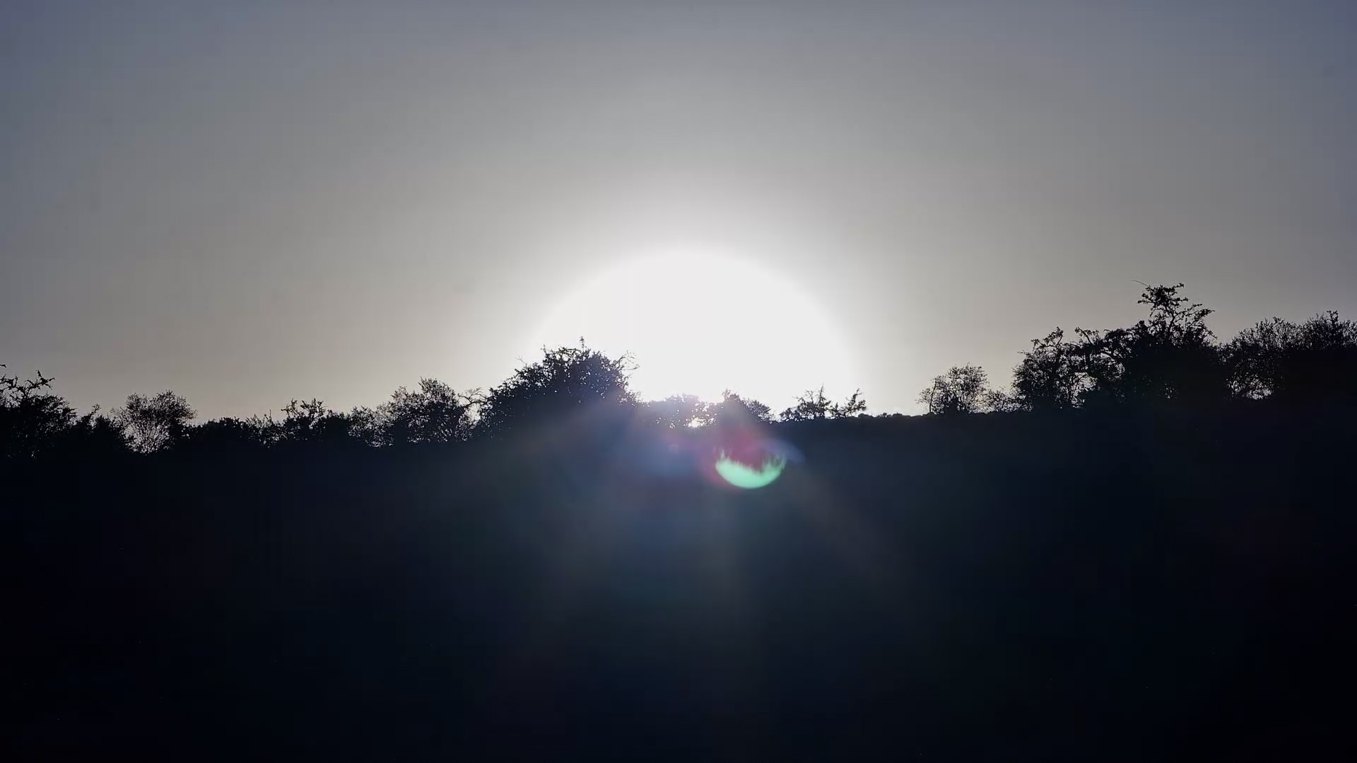 Giraffes Walking at Dusk