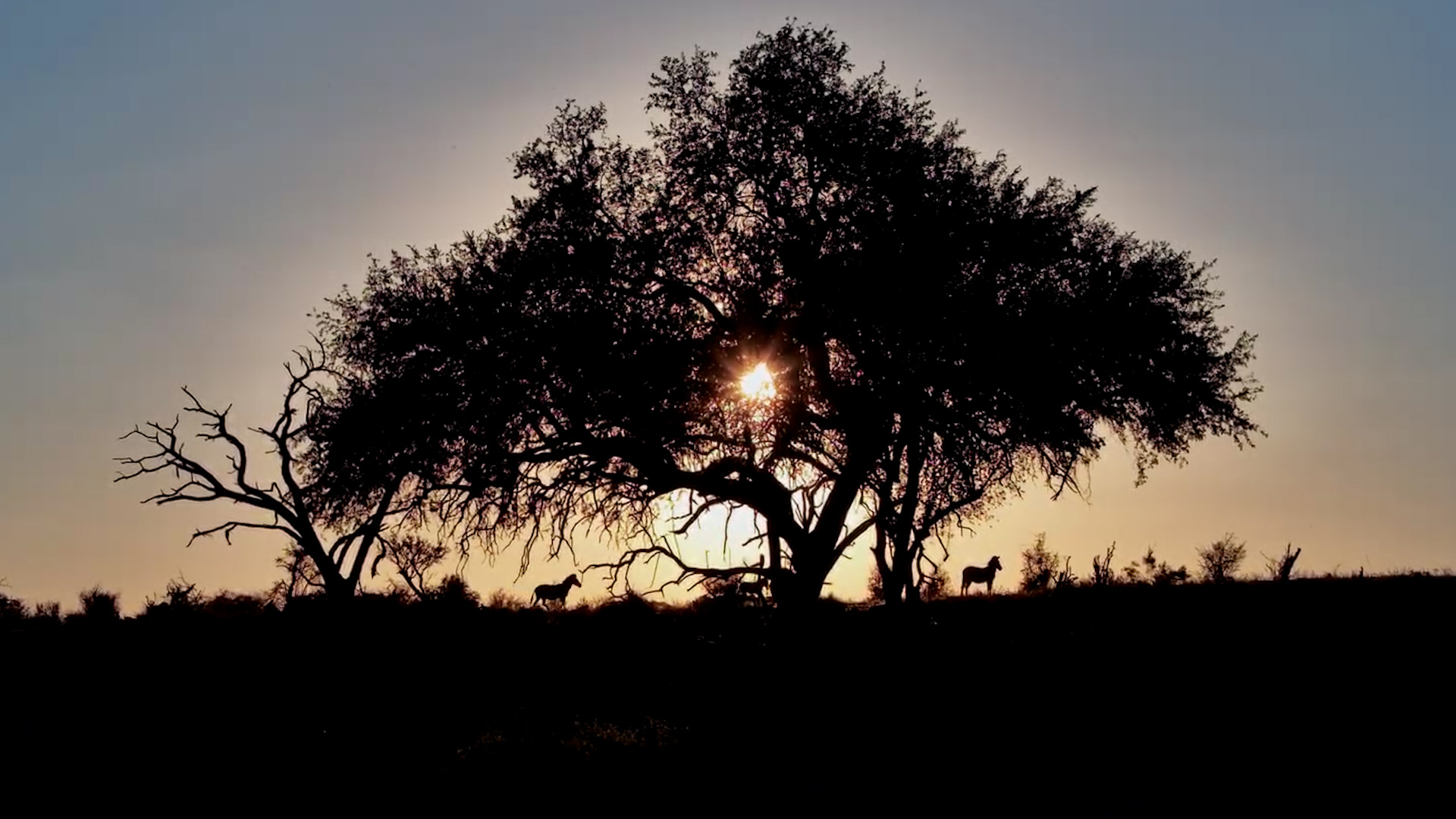 The Herd Walked Into the Sunset