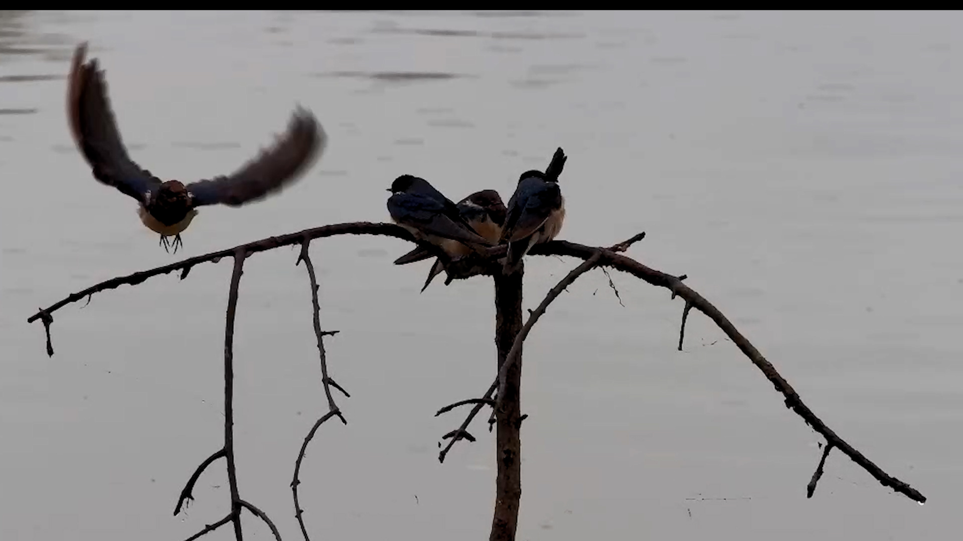 Barn Swallows Perched by the Waterhole