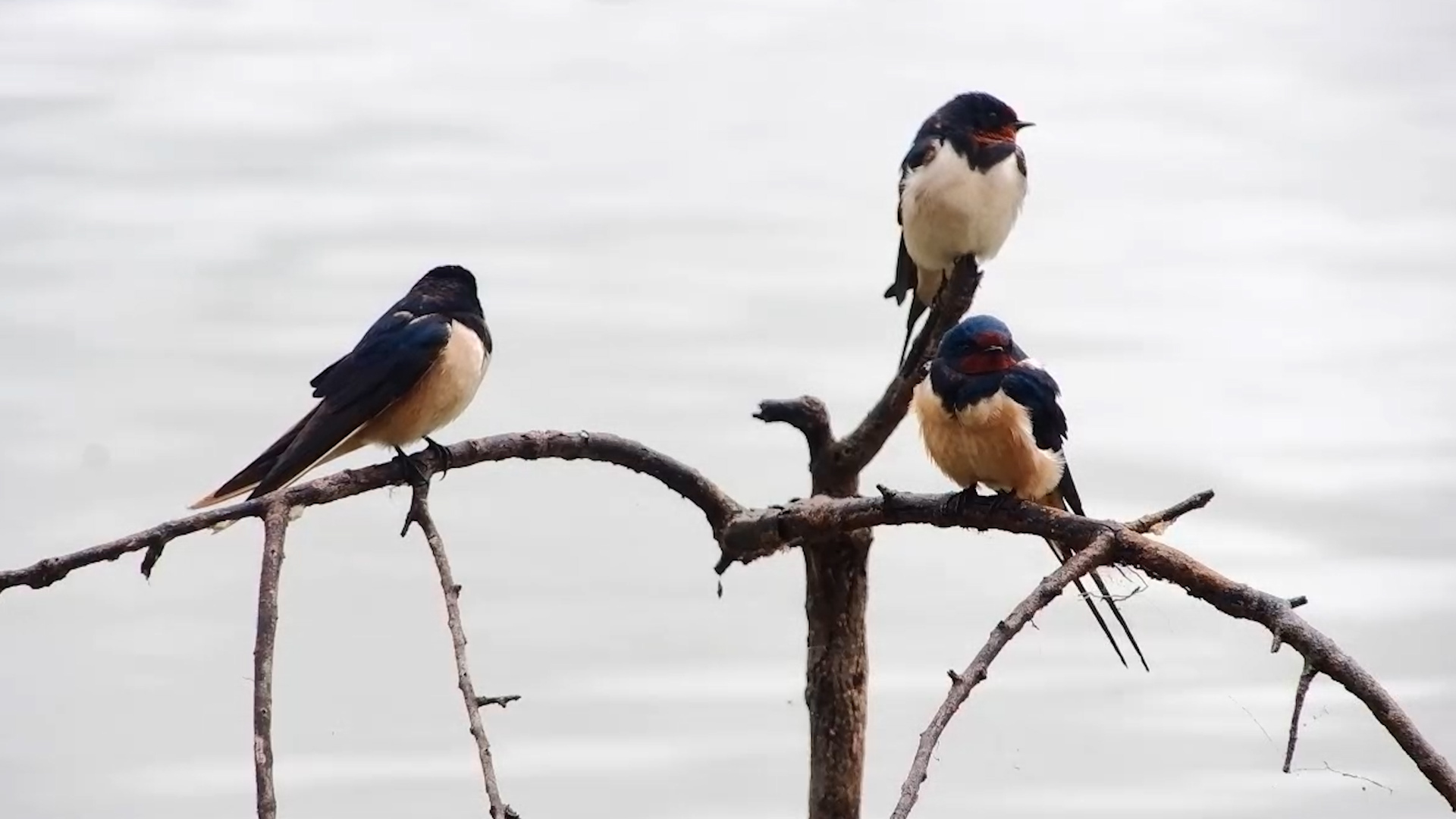 Barn Swallow Squad