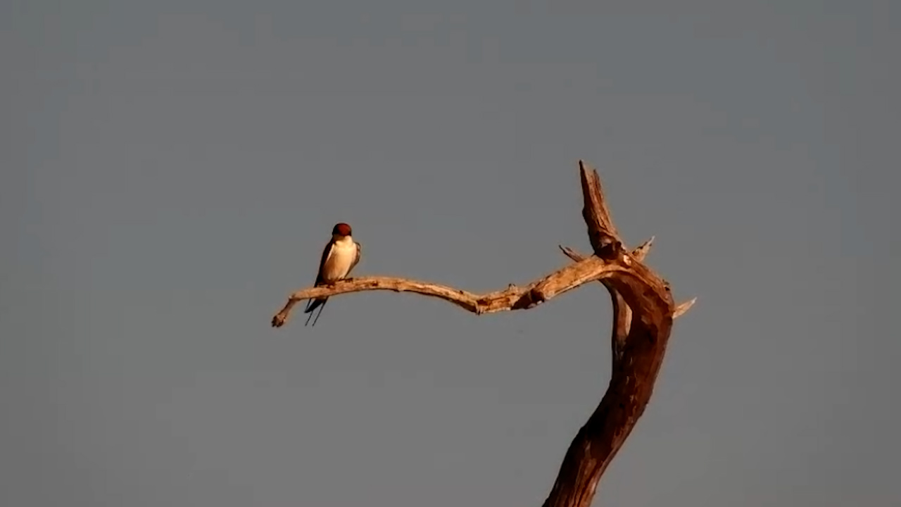 Wire-Tailed Swallow Perched Quietly