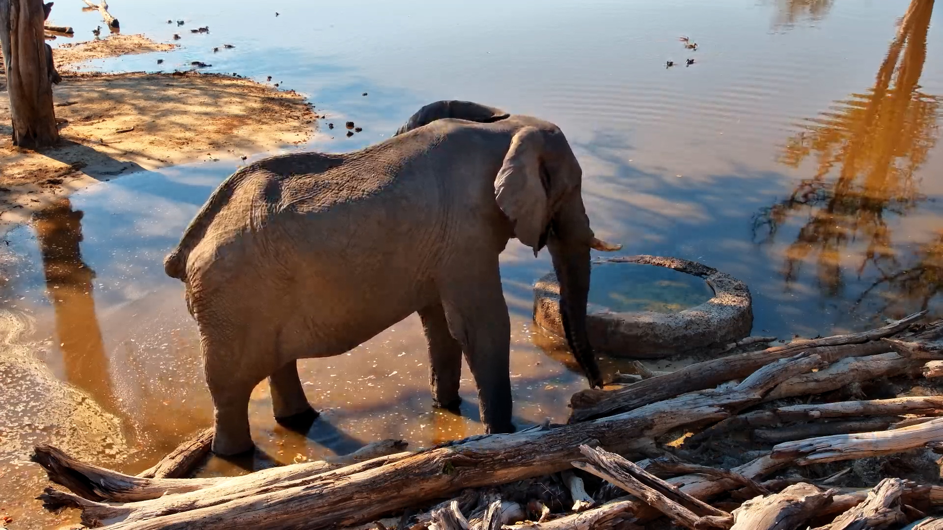 Every Elephant Has a Story