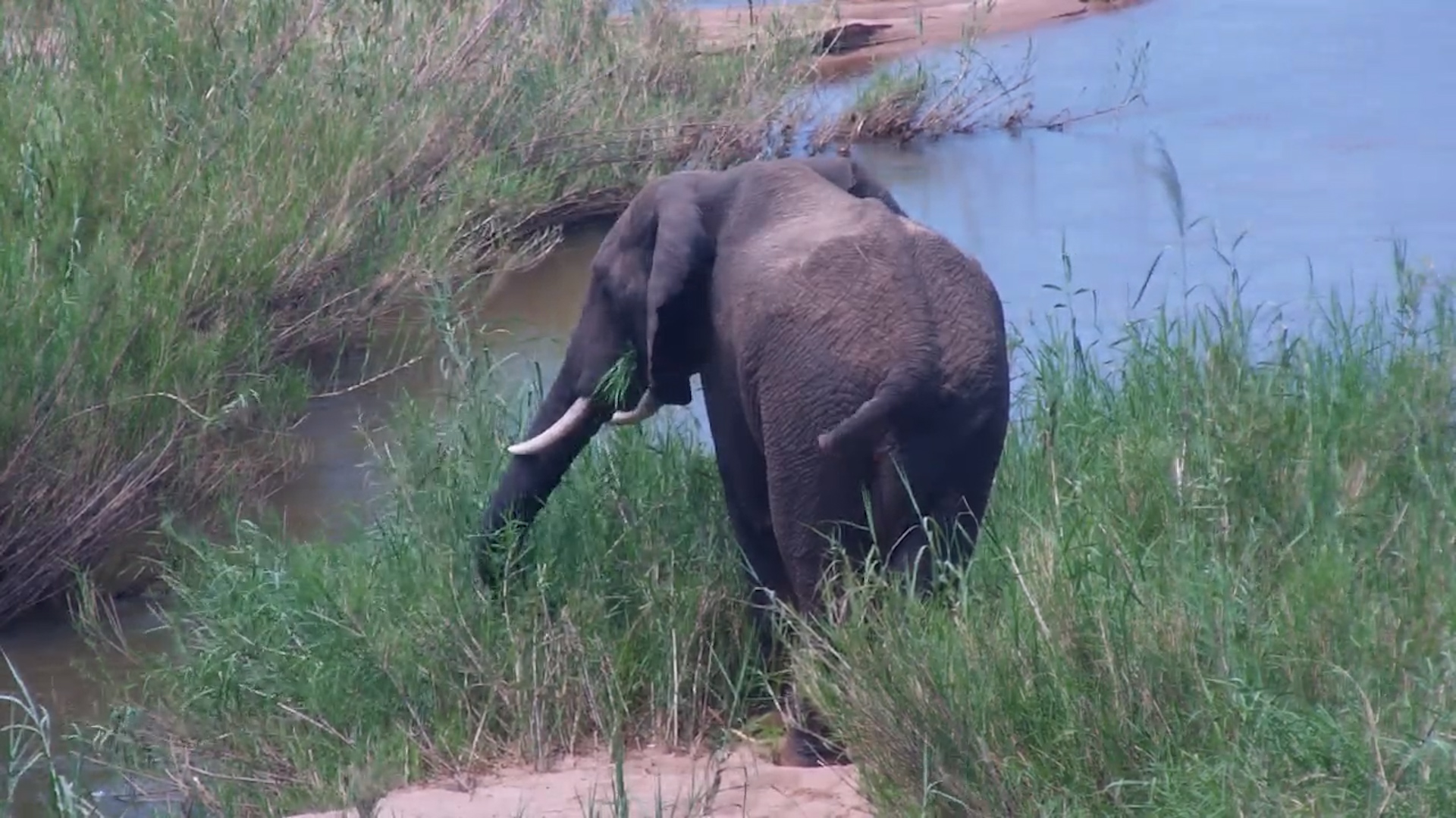 Tail-less Giant Grazes Calmly in the Bush
