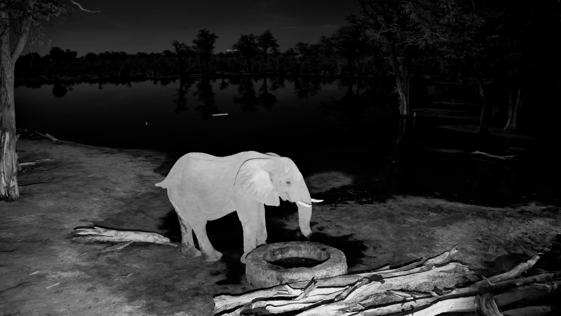 Tailless Elephant Stops by the Pan