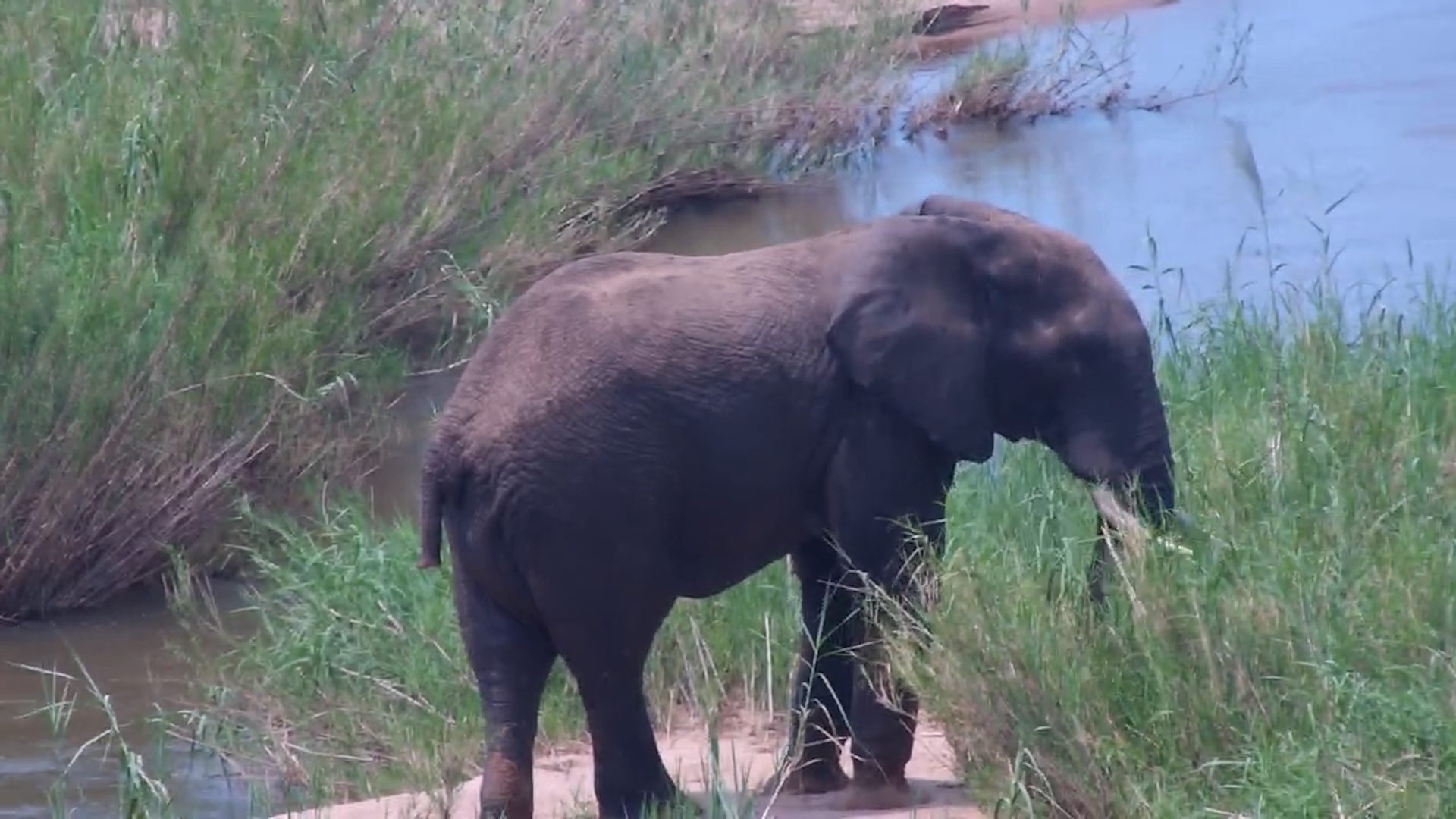 Tailless Elephant Grazes in Kruger’s Shalati
