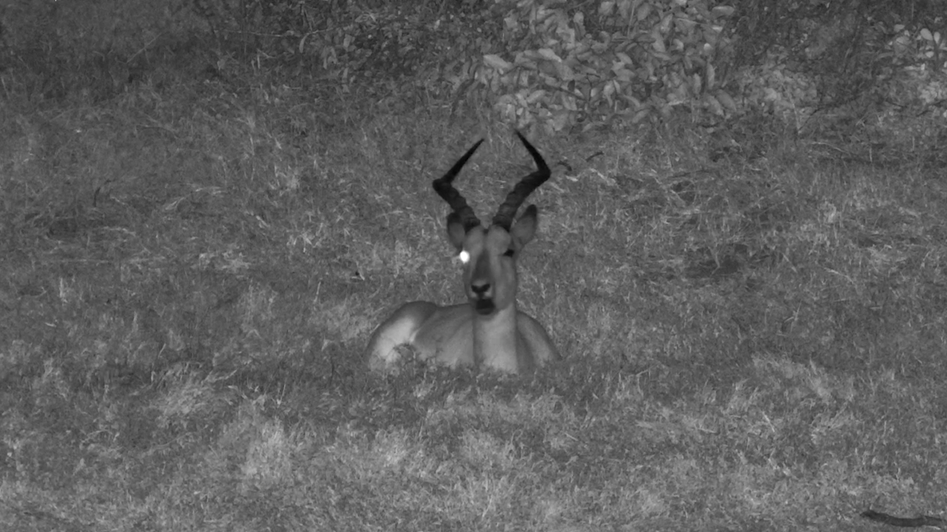 One-Eyed Warrior! Impala Ram Chills Like a Boss