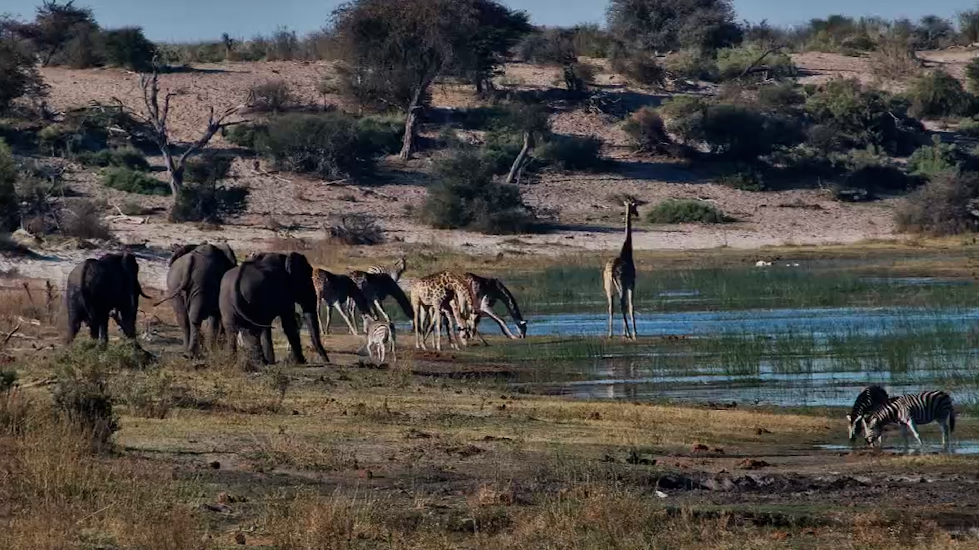 Nature's Busiest Meeting Place