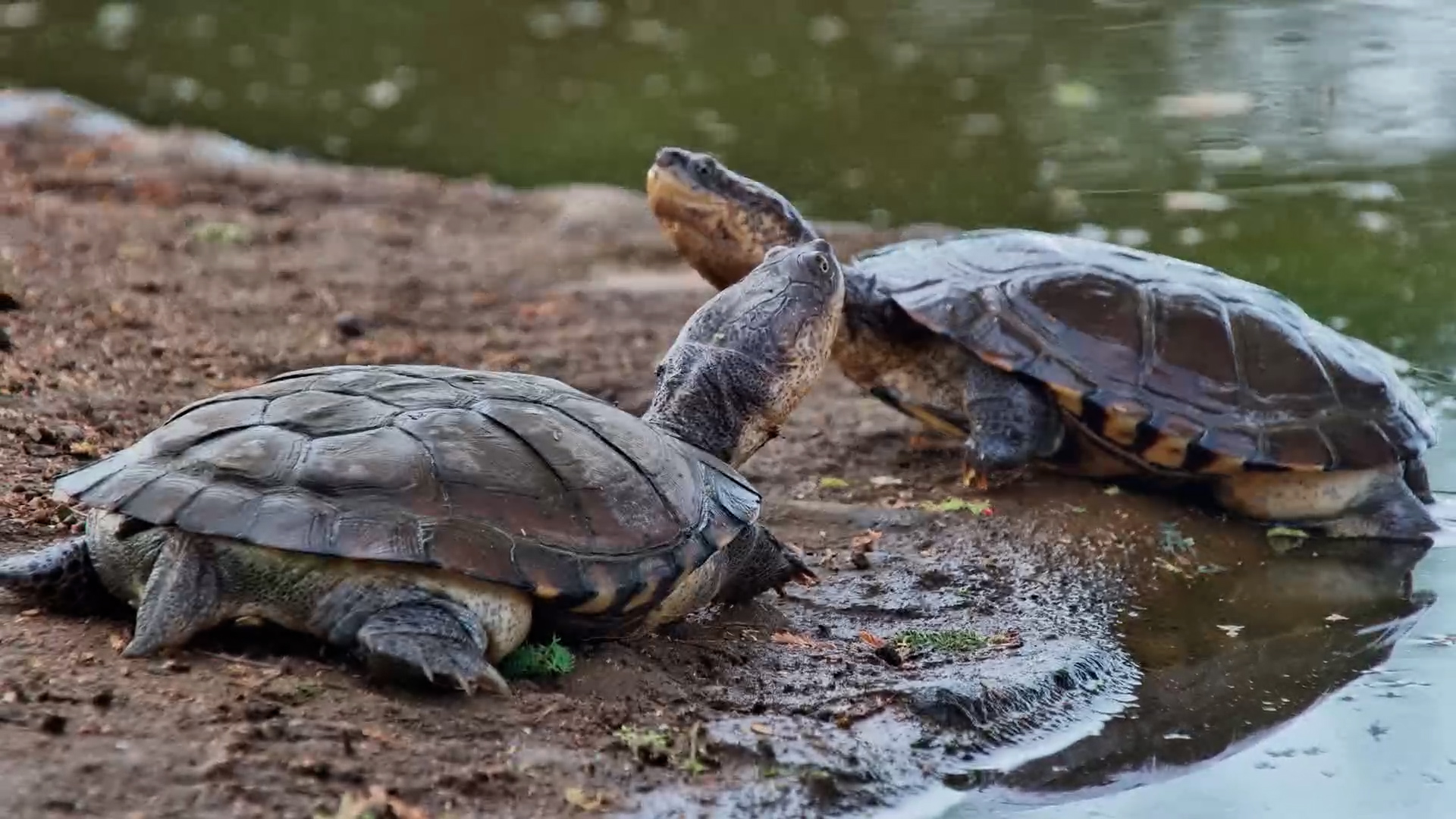 Morning Life at the Water’s Edge