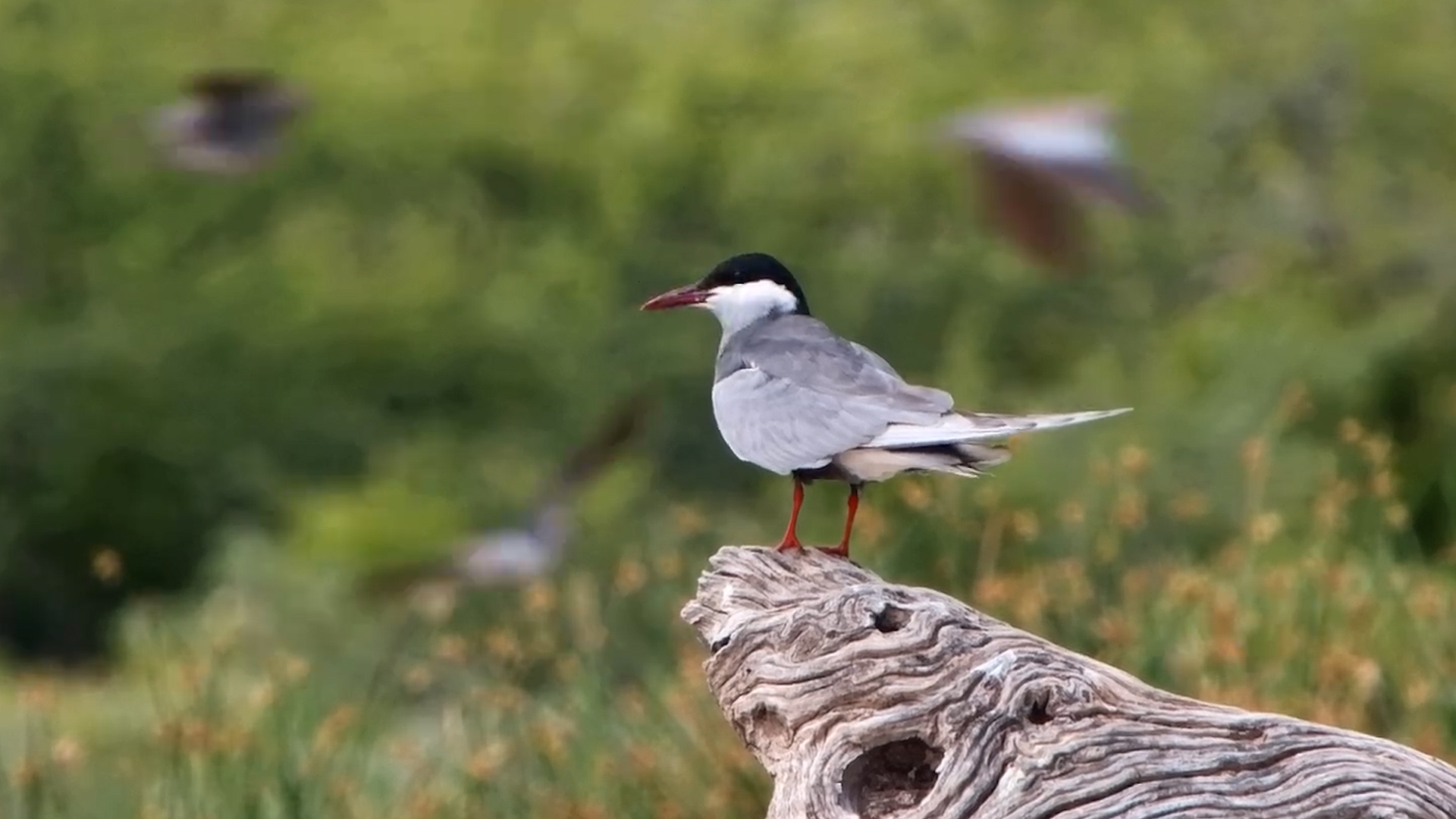 Whiskered Tern at Onguma