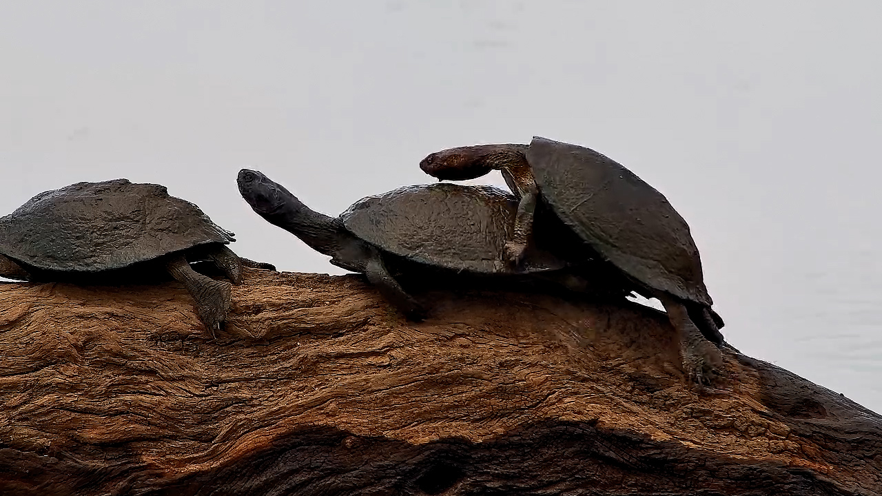 Terrapin Tries to Climb Friend… and Falls in the Water!