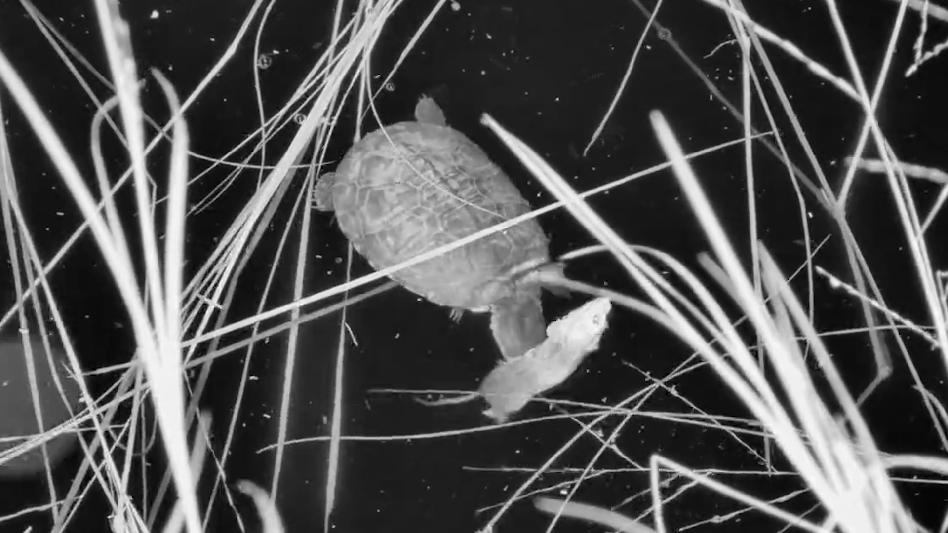 Terrapin Snacks on a Mouse!