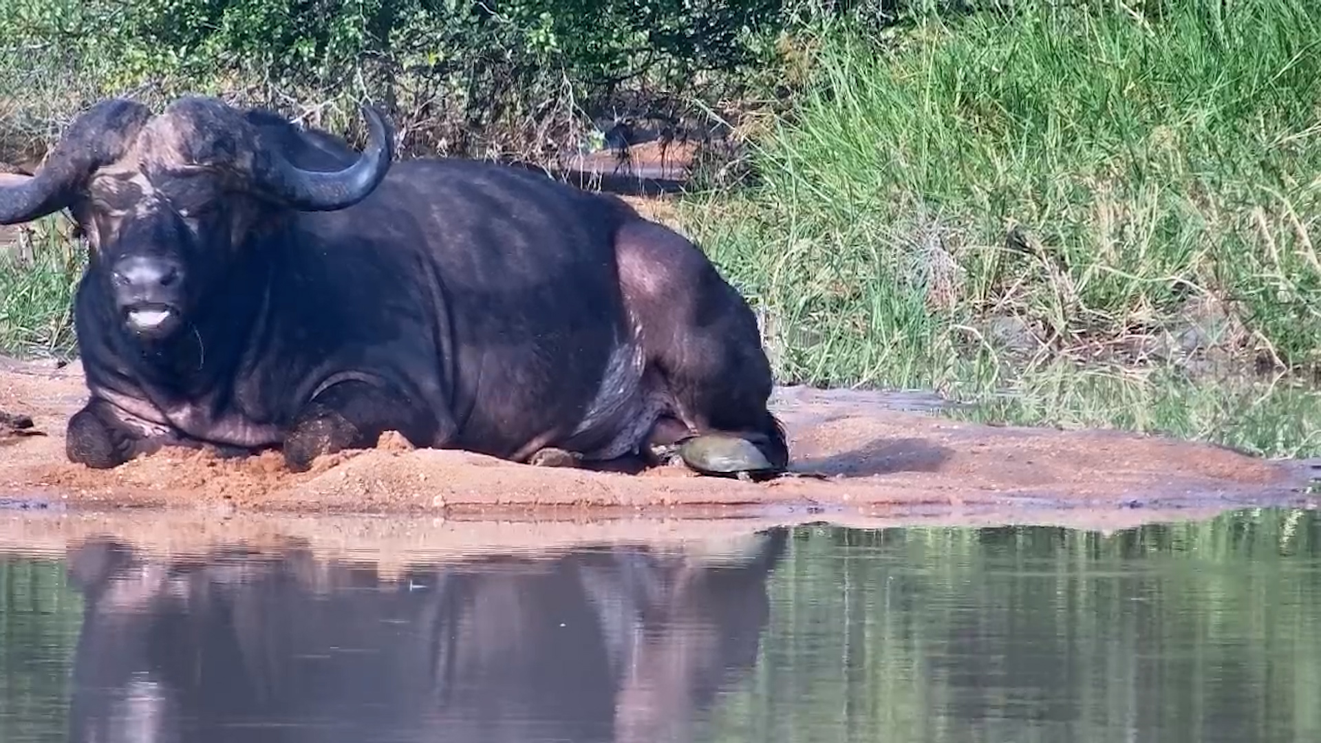 Terrapin Checks on Lounging Buffalo