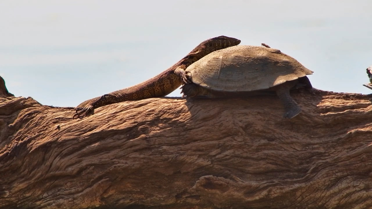 Monitor Lizard Loves a Terrapin Pillow!