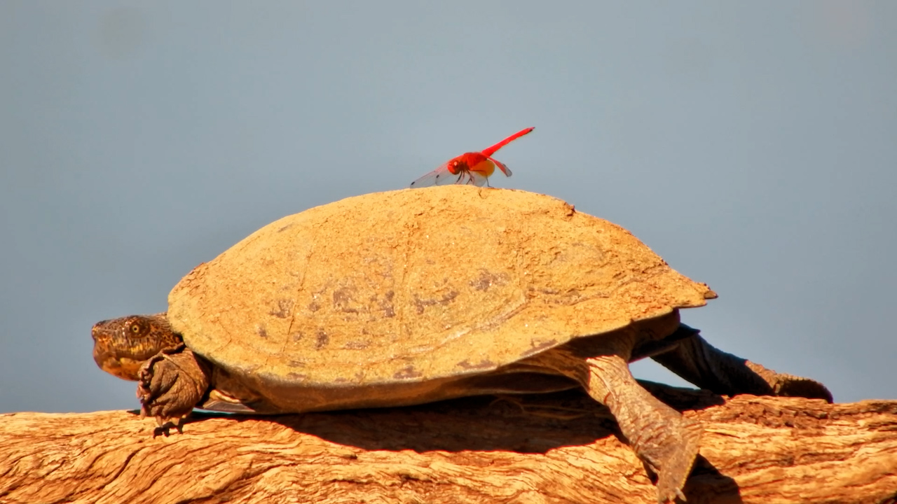 Terrapin Gets a Dragonfly Visit