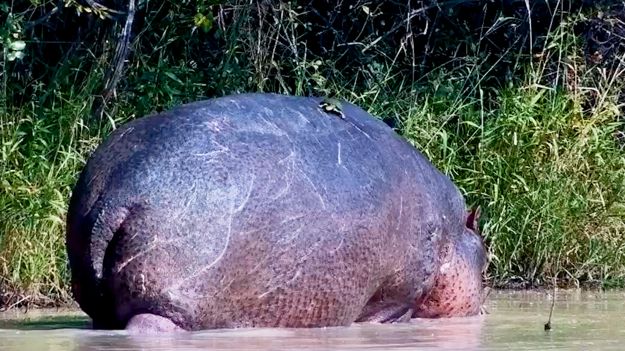 Terrapin Got a Free Ride From a Hippo