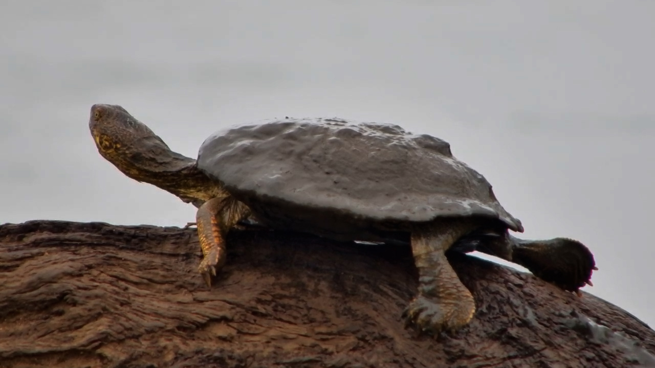 Terrapin Enjoys a Refreshing Thunderstorm at Kings Camp