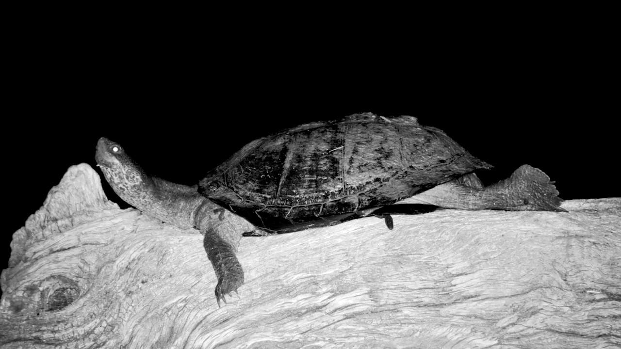 Chilling on a Log… With Creepy Crawlies?