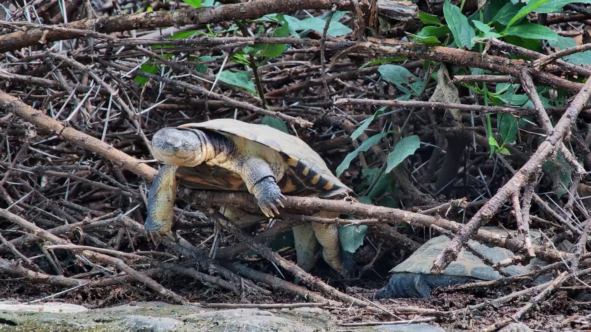 Stuck or Just Chillin’?