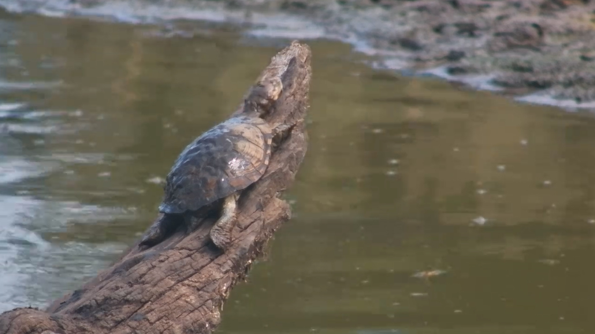 Terrapin Takes the Climb