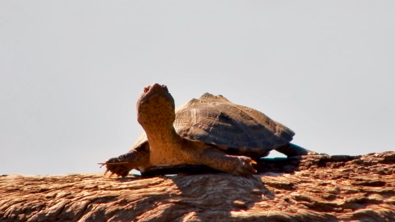 Tiny Sunbather: Terrapin on the Log
