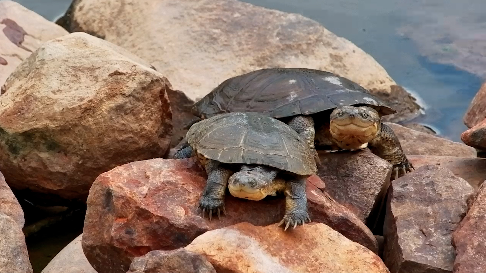 Terrapins Take Over the Rocks