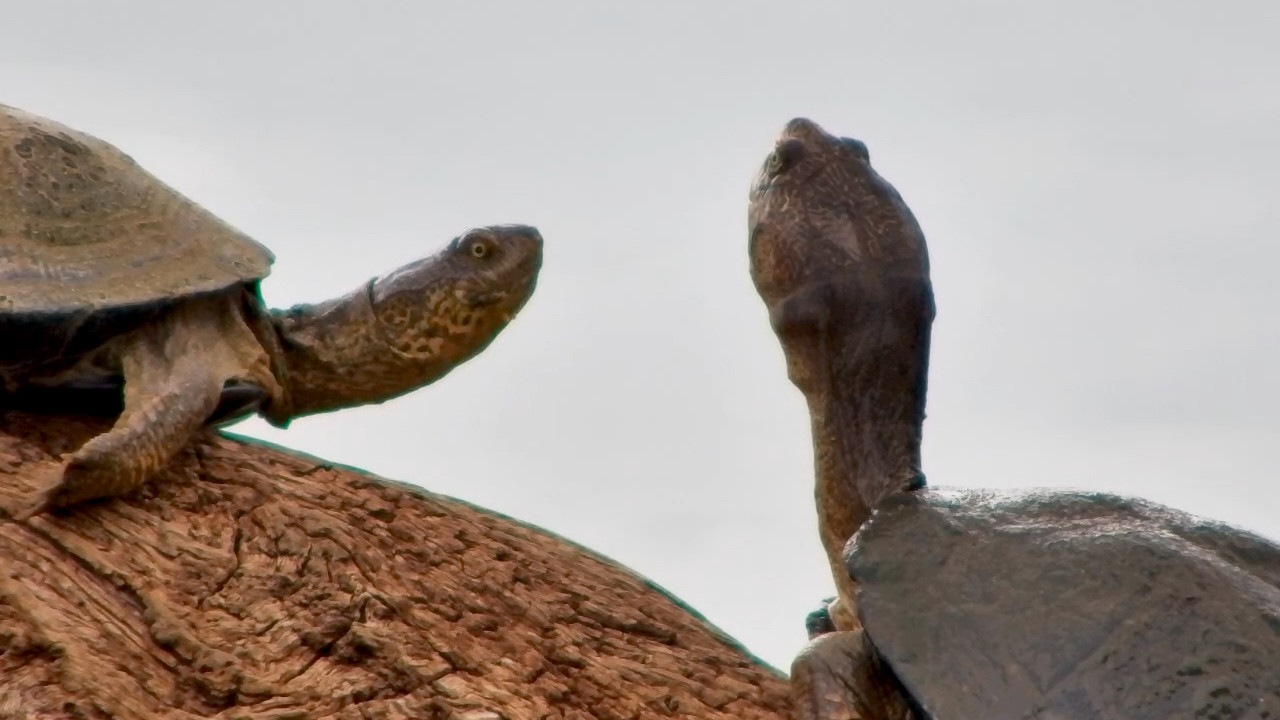 Kings Camp’s Reptile Residents