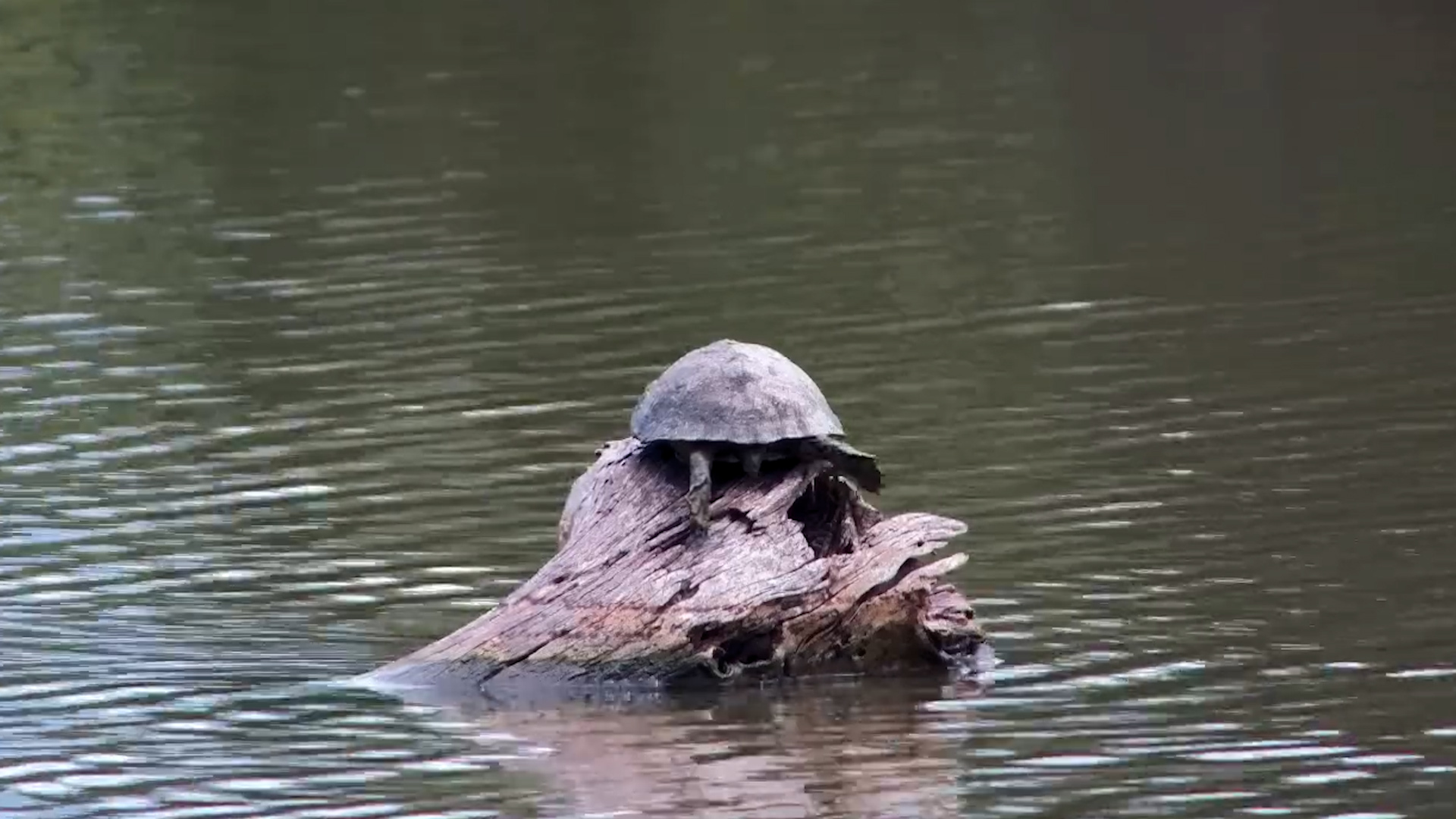 Terrapin’s Big Push into the Water