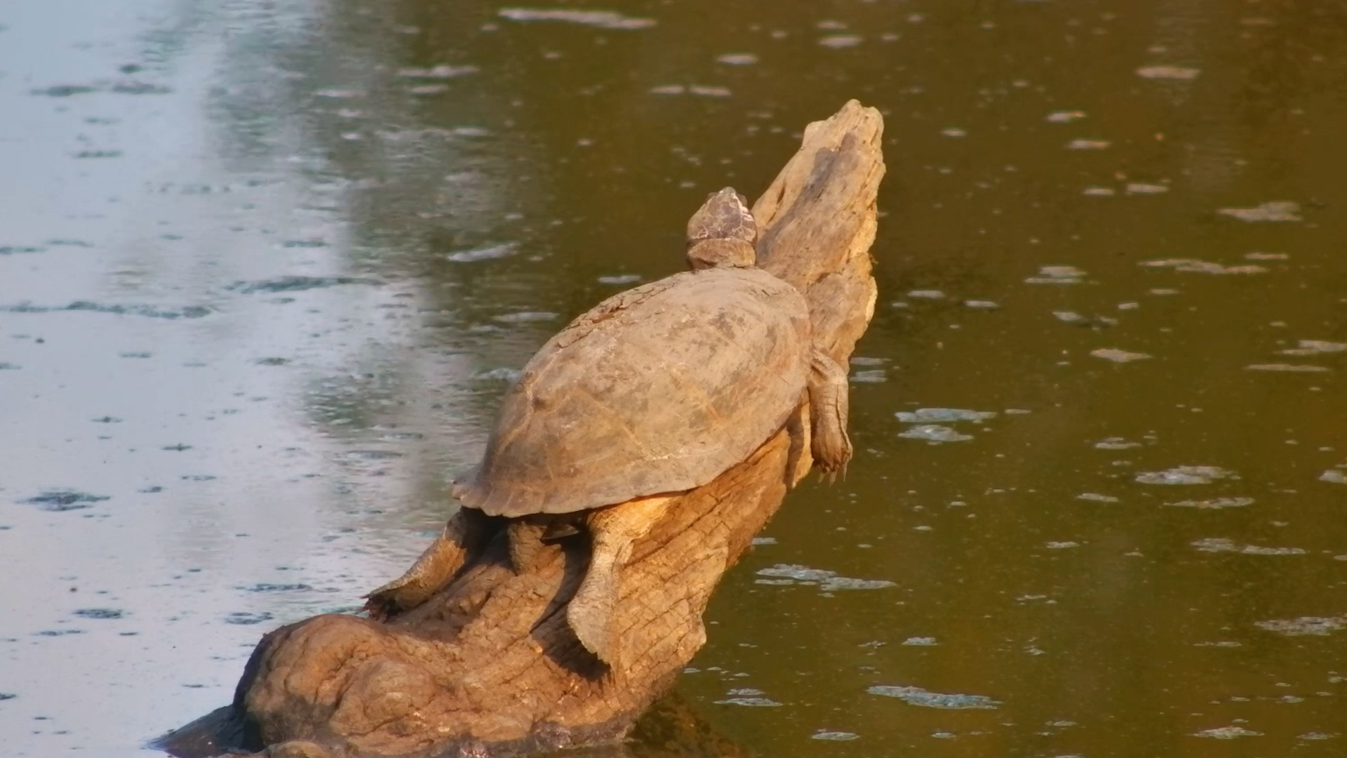 The Log Became a Terrapin Lounge