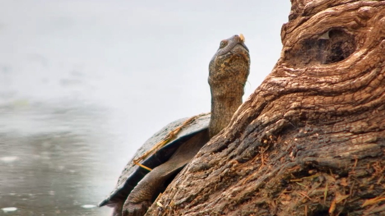 Terrapin Chills on a Log