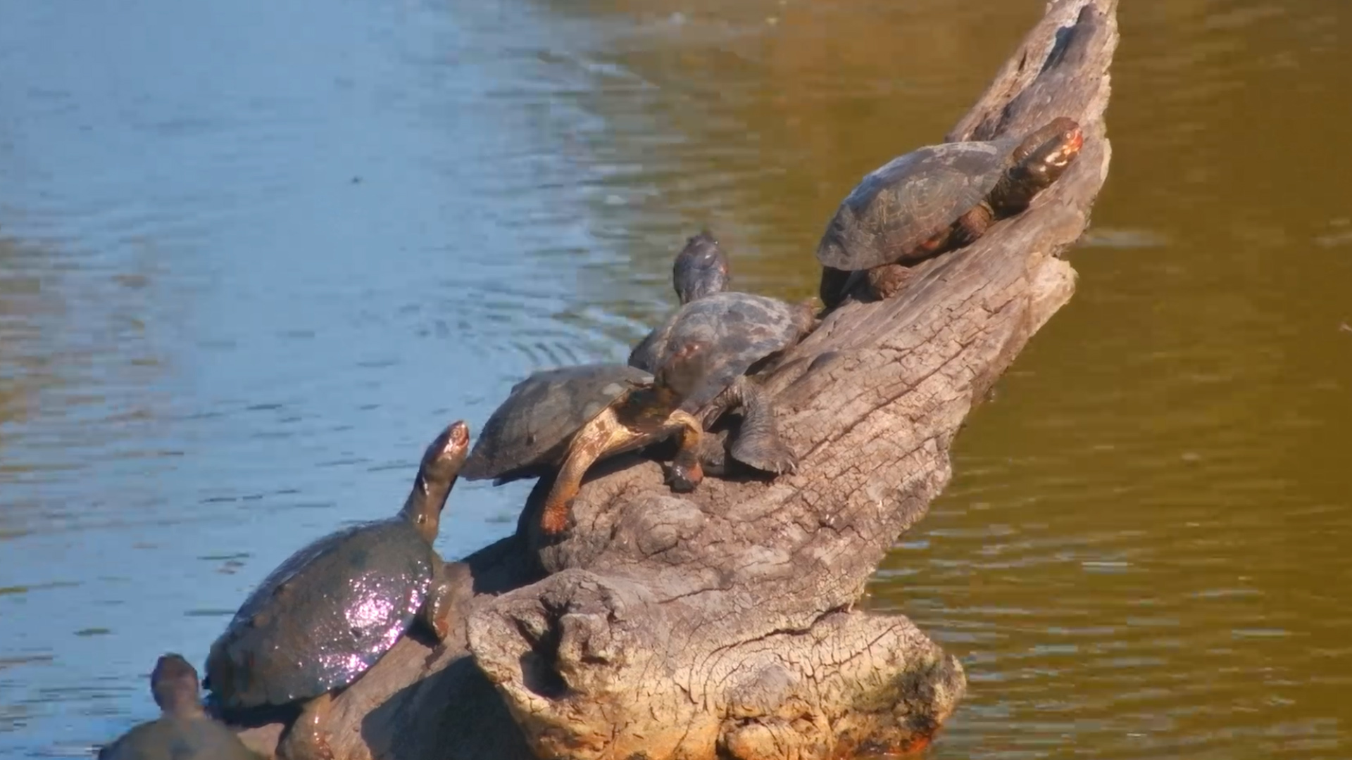 Terrapins Take Over the Log